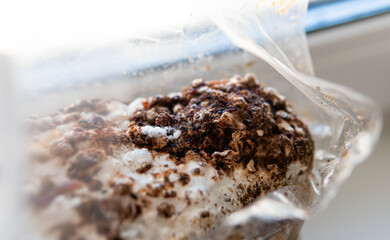 Fototapeta premium Growing Shiitake Mushrooms at Home..