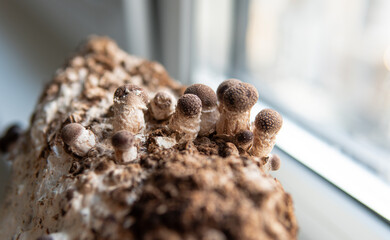 Shiitake Mushrooms on mycelium block. Traditional chinese.medicine fungi.