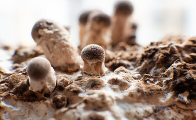 cultivation of shiitake mushrooms. Growing mushrooms at home