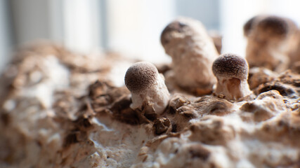 Shiitake Mushrooms on mycelium block. Traditional chinese.medicine fungi.