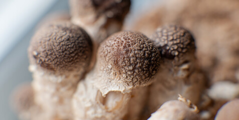 Shiitake Mushroom growing (Lentinula edodes)