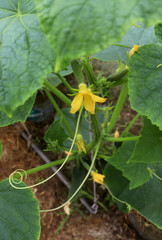 Yellow flowers of cucumbers. First harvest. Cucumbers on a branch. Organic farming. Free of pesticides and nitrates