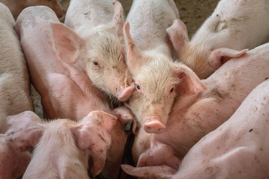 .Piglets are scrambling to eat food in a pig farm.