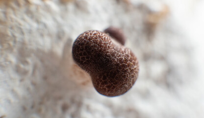 cultivation of shiitake mushrooms. Growing mushrooms at home