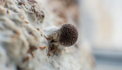 Shiitake Mushroom growing (Lentinula edodes)