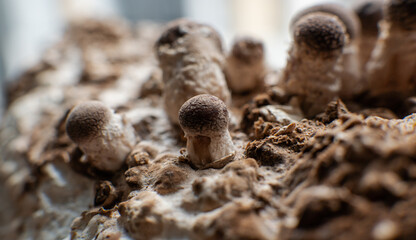 cultivation of shiitake mushrooms. Growing mushrooms at home