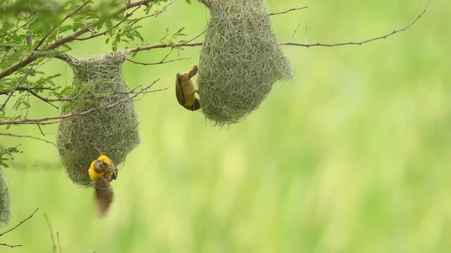 Baya weaver bird with nests