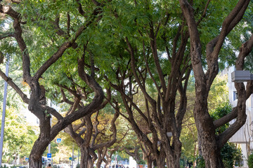 Fototapeta premium the tree in the park