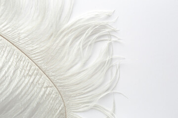 Fototapeta na wymiar White feathers on a white background
