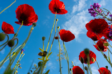 Obraz premium Bright red poppies with sunny blue sky. Close up with short depth of field.