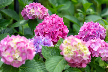 飛鳥山公園のアジサイ