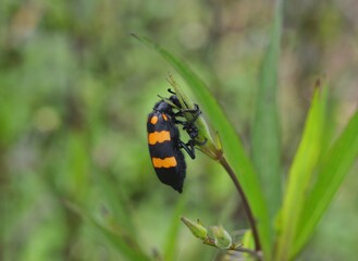 bug on a leaf
