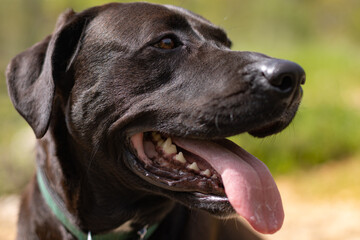 portrait of a black dog