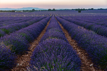 Lavender farmland at sunset with mountains on the horizon. Selective focus. Horizontal Photography.