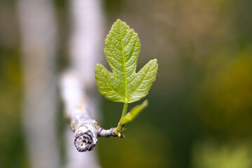 close up of a leaf