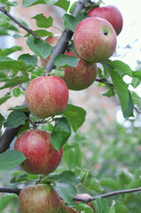 Branch of ripe red apples on summer garden