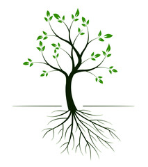 Fototapeta premium Green tree and roots. Vector illustration.