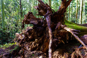 嵐で倒れた大木