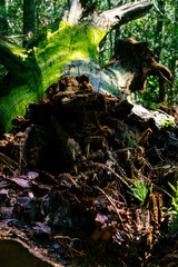 嵐で倒れた大木