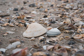 Fototapeta na wymiar Sea Shells background