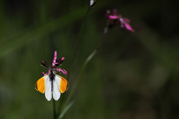 Fototapeta premium butterfly on flower