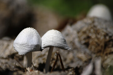 mushroom