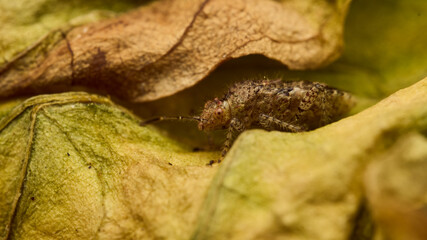 Brown bug on a dry leaf