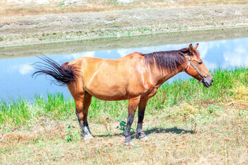 Domestic brown horse with chain on the riverside . Domestic mammal in the summer 