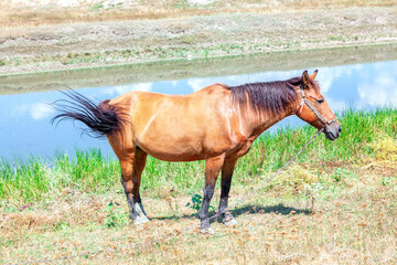 Obraz premium Domestic brown horse with chain on the riverside . Domestic mammal in the summer 
