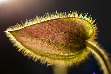 macro of a poppy