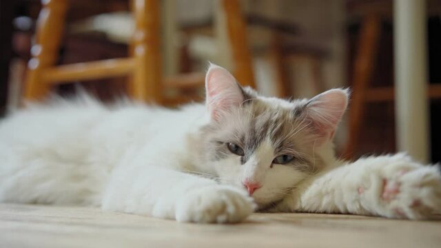Cute sleepy white munchkin cat lying on the floor and looking to the camera.