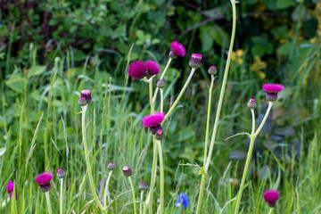 Purple Thistle In Green Grass