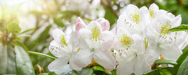 white Rhododendron flowers in summer
