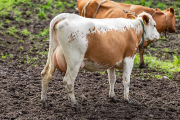 Cows graze on the pasture. Cattle. Cows eat grass. Agriculture. High quality photo