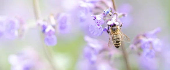 Fototapete Rund Nahaufnahme von Biene auf Lavendelblüten © agrus