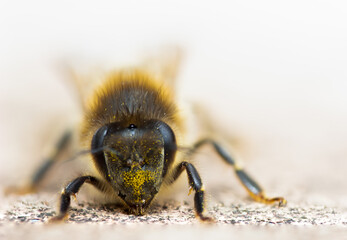 bee on a flower