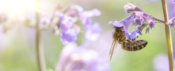 close up of bee on lavender flowers