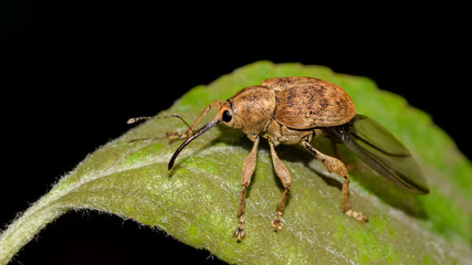 Adern-Eichelbohrer, Eichelbohrer, Rüsselkäfer, Käfer, Insekt, Tier, Natur, Makro