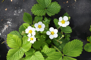 White buds of strawberries on a bush. A sprig of strawberry bud. White flowers. The bush grows in...