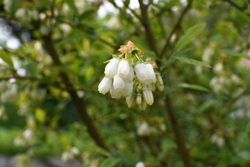 White blueberry buds on a bush. Blueberry bud twig. White flowers. The bush grows in the garden.Close - up of a flower. Blueberry blossom. The blueberry plant has bloomed. 
