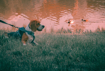 Pies przypięty szelkami bawi się w parku w tle widać kaczki - 438423114