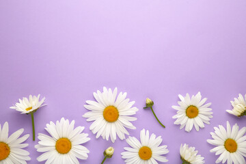 Spring and summer chamomile flowers on purple background.