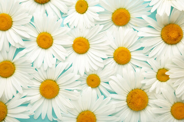 Chamomile background. Blooming chamomile field, Chamomile flowers. Natural herbal treatment.