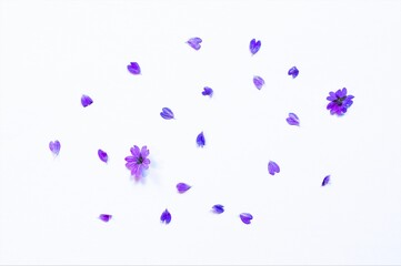 Blütenzauber auf hellem Hintergrund