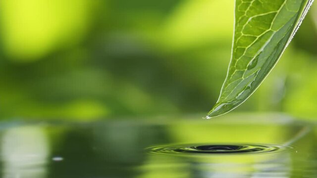 Drops of water slowly fall and splash from green leaf down to the surface of the lake. Green water splash nature background. Raindrops falls into pond, Light summer rain