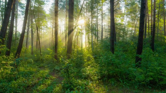 Rich green foliage, light fog and sunrays shining through the trees. Camera moves through summer green forest in the rays of rising sun. Gimbal HDR shot, 4K