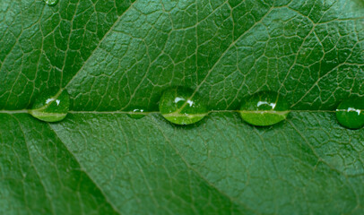 water droplets on leaves in the rain forest