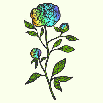 Peony flower, pride month. Sketch scratch board imitation color.