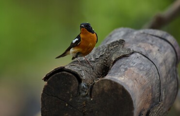 Mugimaki Flycatcher The upper body head is black. Behind the eyes are short white eyebrows-like stripes, large white wings, the neck, chest and belly above dark orange. Vachirabenjatat Park, Thailand.