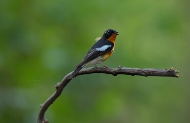 Mugimaki Flycatcher The upper body head is black. Behind the eyes are short white eyebrows-like stripes, large white wings, the neck, chest and belly above dark orange. Vachirabenjatat Park, Thailand.